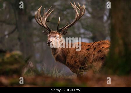 Duelmen, NRW, Deutschland. 19th Januar 2022. Ein Rothirsch (Cervus elaphus) schaut kurz nach oben, um seine Umgebung zu überprüfen. Waldhüter im Naturschutzgebiet Duelmen haben Zuckerrüben als Zusatzfutter für die frei herumlaufenden Rotwild- und Damhirschherden herausgebracht, die den Wald verlassen haben, um auf dem nahegelegenen Grasland zu Futter zu kommen, wo sie wissen, dass an diesem kalten und nassen Januartag Nahrung zur Verfügung gestellt wird. Kredit: Imageplotter/Alamy Live Nachrichten Stockfoto