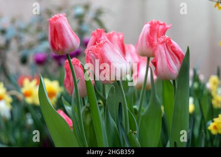 In einem Garten blühen rosa Tulpen, gesäumt von Auxerre Stockfoto