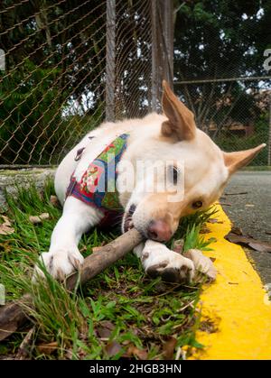 Blonde Schäferhund spielt auf dem Gras Kauen auf einem Holzstock Stockfoto