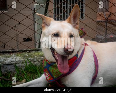 Blonde Schäferhund auf einem rosa Leash ruht auf dem Gras im Park Stockfoto