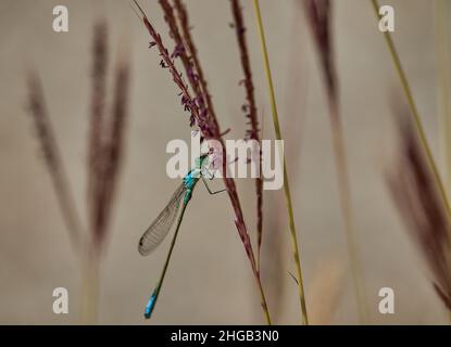 Die Libelle ruht auf einem Weizenkorn Stockfoto