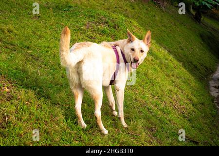 Ein Blonder Schäferhund spielt an einem sonnigen Tag im Garten Stockfoto