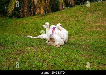 Ein blonder Schäferhund rollt glücklich im Gras herum Stockfoto