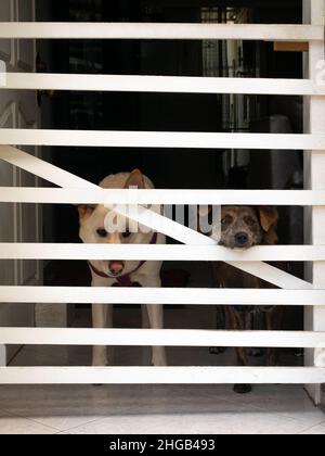 Ein Blonder Schäferhund und ein Mischhund sind im Haus eingesperrt und beobachten von innen durch einen weißen Zaun Stockfoto