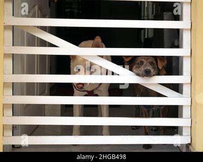 Ein Blonder Schäferhund und ein Mischhund sind im Haus eingesperrt und beobachten von innen durch einen weißen Zaun Stockfoto