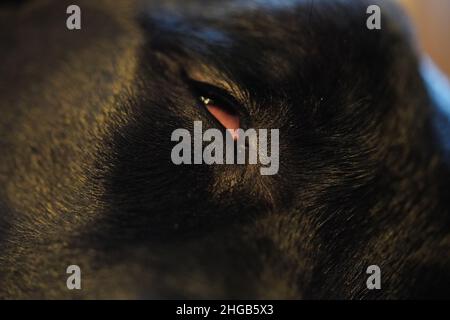 Schwarzer Labrador schlafen Stockfoto