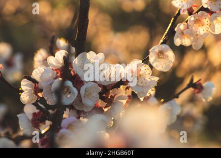 Dicht aufgereihte weiße und rote Aprikosenblüten auf einer Astgabel. Das Bokeh der Blumen unten im Vordergrund umrahmt das Bild. Foto aufgenommen in la Stockfoto