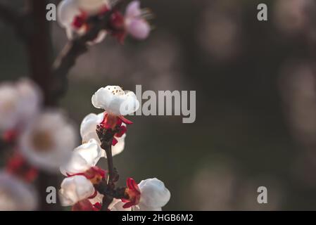 In der Dämmerung blüht auf einem kleinen Ast weiße rote Früchte mit grünem Hintergrund. Die Blumen werden von hinten im Landschaftsformat fotografiert Stockfoto