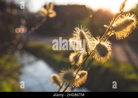 Nahaufnahme eines blühenden Palmenzweiges, der von der untergehenden Sonne beleuchtet wird. Die vielen Pistillen werden von der Sonne hell erleuchtet. Ein Bach im Hintergrund Stockfoto