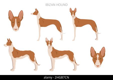 IbizanischenJagdhund Cliparts. Verschiedene Posen, Fellfarben eingestellt. Vektorgrafik Stock Vektor
