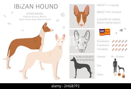 IbizanischenJagdhund Cliparts. Verschiedene Posen, Fellfarben eingestellt. Vektorgrafik Stock Vektor