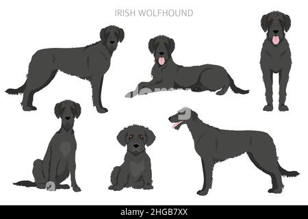 Irish Wolfhound Clipart. Verschiedene Posen, Fellfarben eingestellt. Vektorgrafik Stock Vektor