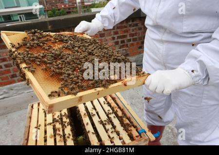 Bienen bei der Arbeit Stockfoto