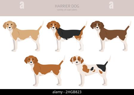 Harrier Hundeclipart. Verschiedene Posen, Fellfarben eingestellt. Vektorgrafik Stock Vektor