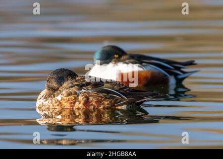 Zwei Northern Shoveler Drakes, mit dem vorwärtsfokussieren Vogel im Eklipse (nicht-brütenden) Gefieder, auf einem See, England, Großbritannien Stockfoto