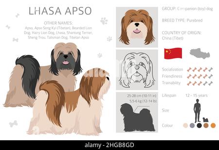 Clipart von Lhasa Apso. Verschiedene Posen, Fellfarben eingestellt. Vektorgrafik Stock Vektor