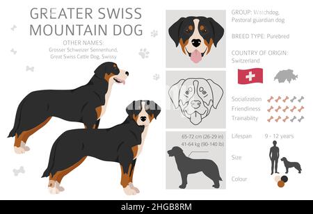 Großer Schweizer Berghund Clipart. Verschiedene Posen, Fellfarben eingestellt. Vektorgrafik Stock Vektor