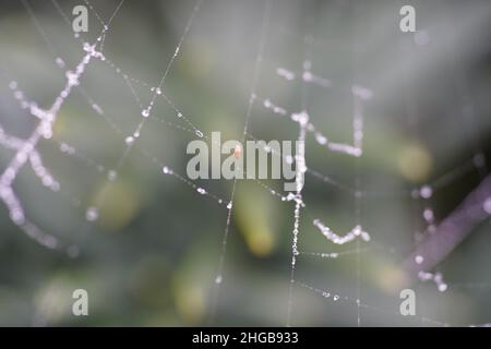 Spinnen weben auf einem irischen Eibenbaum mit Frost Stockfoto