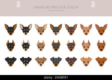 Miniatur Pinscher Teetasche Cliparts. Verschiedene Posen, Fellfarben eingestellt. Vektorgrafik Stock Vektor