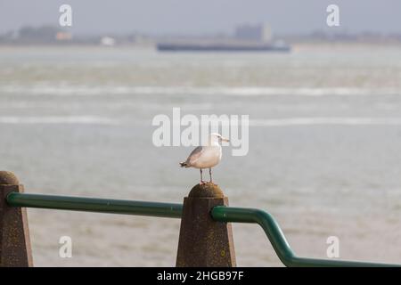 Larus marinus - Möwe auf einer Säule sitzend. Im Hintergrund ist das Meer, auf dem Schiffe fahren. Wildes Foto Vlisssingen Niederlande Stockfoto