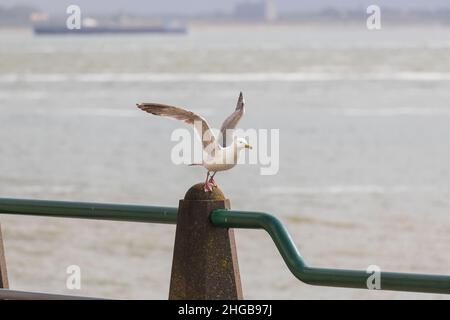 Larus marinus - die Möwe hebt sich von einer Säule ab. Im Hintergrund ist das Meer, auf dem Schiffe fahren. Wildes Foto Vlisssingen Niederlande. Stockfoto