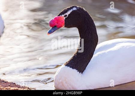 Nahaufnahme des schwarzen Schwans in Oklahoma Stockfoto