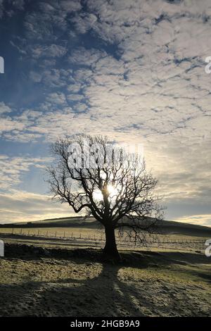 Ein einbunter Baum, der auf Feldern in der Nähe des Dorfes Malham im Yorkshire Dales National Park, Großbritannien, steht Stockfoto
