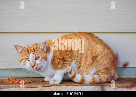Nahaufnahme einer niedlichen braunen Tabby-Katze in Oklahoma Stockfoto