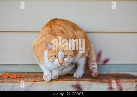 Nahaufnahme einer niedlichen braunen Tabby-Katze in Oklahoma Stockfoto