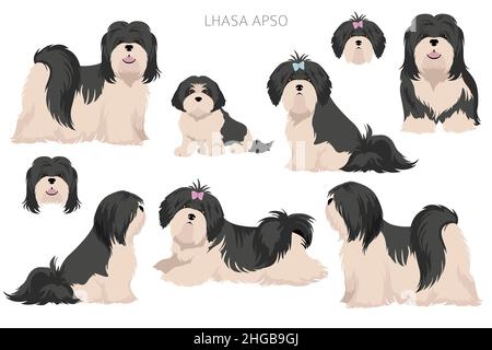 Clipart von Lhasa Apso. Verschiedene Posen, Fellfarben eingestellt. Vektorgrafik Stock Vektor