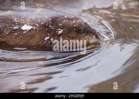 Die Bisamratte (Ondatra zibethicus) im Winter Stockfoto