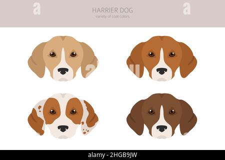 Harrier Hundeclipart. Verschiedene Posen, Fellfarben eingestellt. Vektorgrafik Stock Vektor