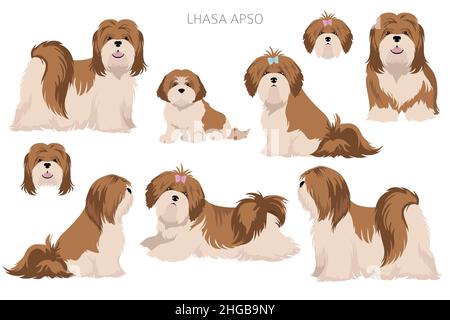 Clipart von Lhasa Apso. Verschiedene Posen, Fellfarben eingestellt. Vektorgrafik Stock Vektor