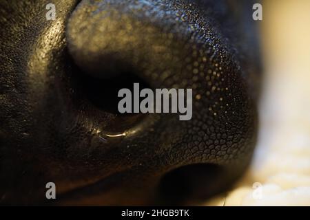 Schwarze Labradornase aus nächster Nähe Stockfoto