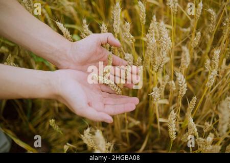 Männliche Hand hält ein goldenes Weizenohr im Weizenfeld. Die Hand eines Mannes berührt sanft den Weizen. Stockfoto