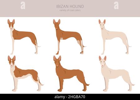IbizanischenJagdhund Cliparts. Verschiedene Posen, Fellfarben eingestellt. Vektorgrafik Stock Vektor