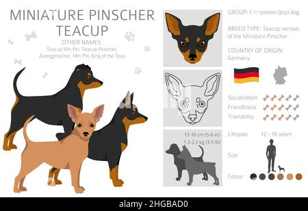 Miniatur Pinscher Teetasche Cliparts. Verschiedene Posen, Fellfarben eingestellt. Vektorgrafik Stock Vektor