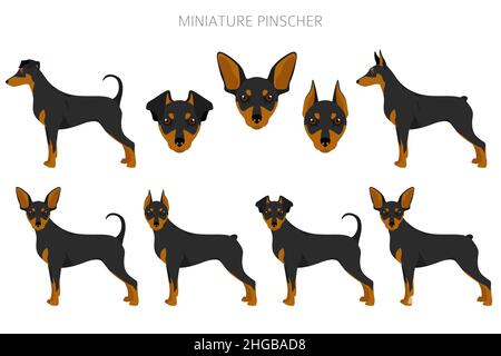 Miniatur-Pinscher-Cliparts. Verschiedene Posen, Fellfarben eingestellt. Vektorgrafik Stock Vektor
