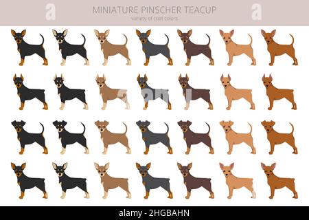 Miniatur Pinscher Teetasche Cliparts. Verschiedene Posen, Fellfarben eingestellt. Vektorgrafik Stock Vektor