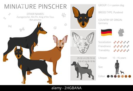 Miniatur-Pinscher-Cliparts. Verschiedene Posen, Fellfarben eingestellt. Vektorgrafik Stock Vektor