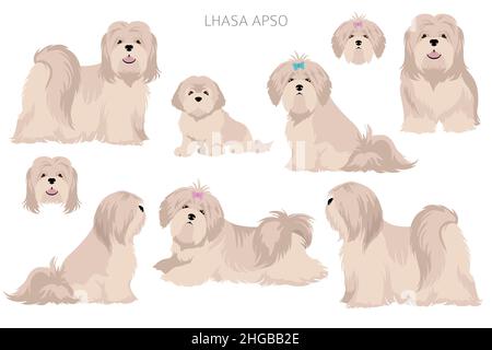 Clipart von Lhasa Apso. Verschiedene Posen, Fellfarben eingestellt. Vektorgrafik Stock Vektor