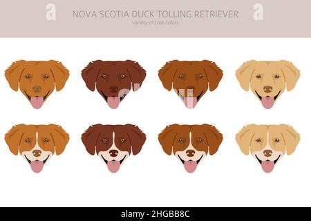 Nova Scotia Ente Molling Retriever Clipart. Verschiedene Posen, Fellfarben eingestellt. Vektorgrafik Stock Vektor