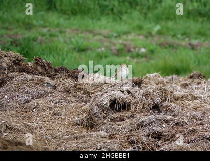 skylark (Alauda arvensis) füttert zwischen den Resten eines gebrochenen Heuballen Stockfoto