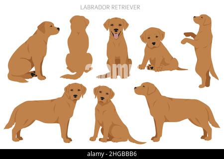 Labrador Retriever Hunde in verschiedenen Posen und Fellfarben Cliparts. Vektorgrafik Stock Vektor