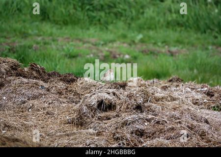 skylark (Alauda arvensis) füttert zwischen den Resten eines gebrochenen Heuballen Stockfoto