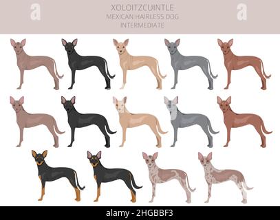 Xoloitzcuintle, mexikanischer haarloser Hund mit Zwischenclipart. Verschiedene Posen, Fellfarben eingestellt. Vektorgrafik Stock Vektor