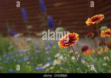 Garten mehrjährige Blüten von Gaillardia. Auf einem Blumenbeet in der Nähe des Hauses an einem sonnigen Tag. Hochwertige Fotos Stockfoto