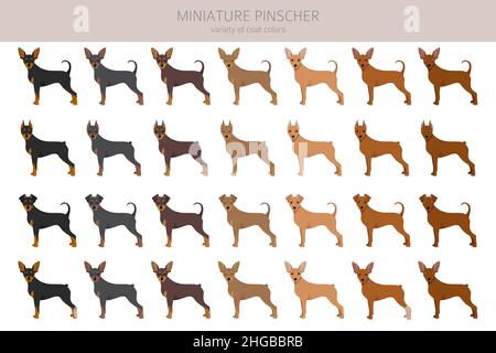 Miniatur-Pinscher-Cliparts. Verschiedene Posen, Fellfarben eingestellt. Vektorgrafik Stock Vektor