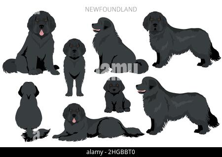 Neufundländer Clipart. Verschiedene Posen, Fellfarben eingestellt. Vektorgrafik Stock Vektor