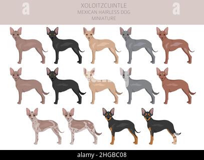 Xoloitzcuintle, mexikanische haarlose Hund Miniatur Clipart. Verschiedene Posen, Fellfarben eingestellt. Vektorgrafik Stock Vektor